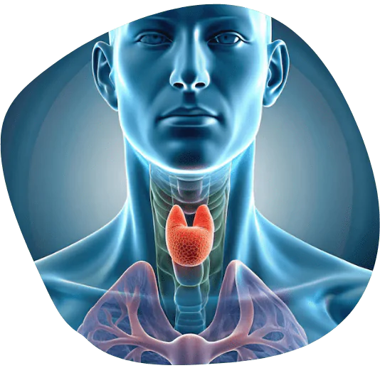 Thyroid